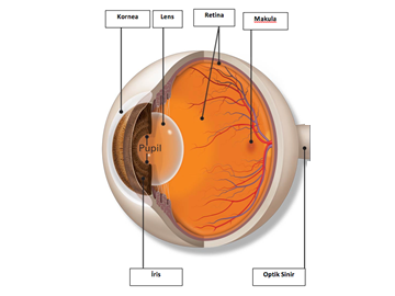 Gözün Anatomisi